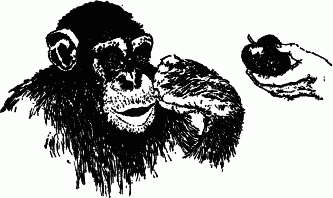 Люси: «фрукт»Дикие шимпанзе живут группами по десять и более особей в джунглях