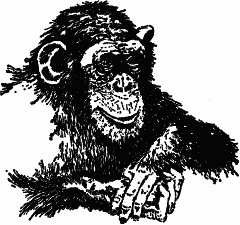 Если для обозначения нового объекта шимпанзе склонны комбинировать существующие